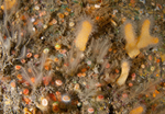 A mulitude of life forms on wall reef 3