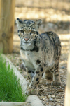 Mandalay - Clouded Leopard
