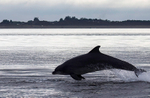 CHANORY DOLPHIN 2026 37