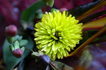 Flowers Set 12 - 15