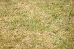 SBM_17964