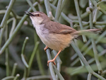 Tawny Flanked Prinia
