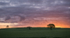 Natures Morning Delight