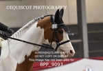 BPP_9093