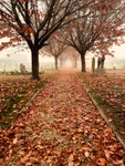 Cemetery in the autumn mist