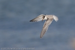 Little Tern (Sterna albifrons) in flight