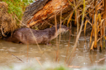 european otter lutra lutra-0643
