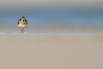 Least Sandpiper approaches on beach, Fort De Soto Park, Florida