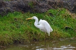 Great White Egret