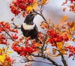 Ring Ouzel