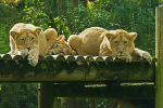 Asiatic lion cubs resting (Cotswold Wildlife Park)