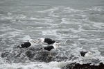 Great Black-backed Gulls