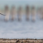 1st Print-Avocet And Baby-Al Rees