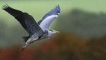 Grey Heron