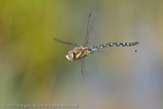 Migrant Hawker (Aeshna mixta) defecating