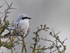 Great Grey Shrike at South Leigh, Oxfordshire