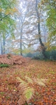 Autumn Mists in the New Forest EDC243