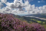 Late summer above the Mawddach