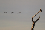 Bald Eagle watches Sandhill Cranes fly past, New Mexico, USA