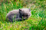 Arctic Fox Kit - DSC_6581