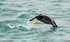 NZ012: Cormorant Diving