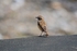Whinchat