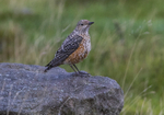 Rock Thrush