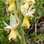 Few-flowered Orchid (Orchis pauciflora)