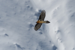 Bearded Vulture