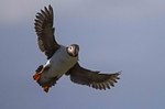 Puffin in flight