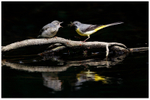 Grey Wagtail feeding Young 