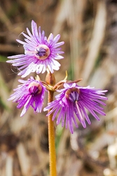 Snow Bells - Soldanella alpina