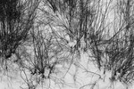 Snowscape (Mt Tremblant) #4