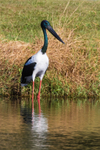 Jabiru male 2. 0A3A5691