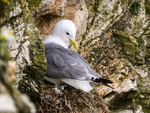 Kittiwake