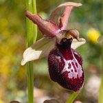 Ophrys x perillii  Hybrid Ophrys (Ophrys bertoloni x O. sipontensis)