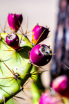 prickly pear Opuntia littoralis-1874