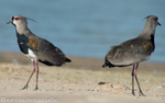 Southern lapwing