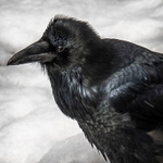 Roadside Raven
