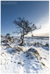 Cold and Lonely, Slemish (IMG0507)