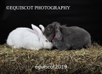 equiscot2019