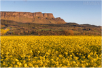 The Rapeseed Field, Binevenagh (IMG1209)