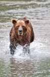 Chunitna Bear 113-6578