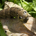 Hawk-moth caterpillar