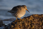 Purple Sandpiper on the rocks