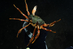 Carcinus maenas mating behaviour