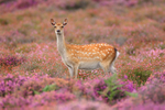 Sika Deer standing in flowering heather, Arne RPSB