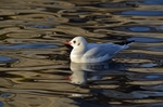 Black-headed Gull