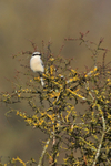 Great Grey Shrike at South Leigh, Oxfordshire
