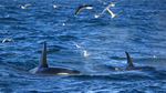 Two Orcas and sea birds, Snæfellsnes peninsula, Iceland